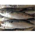 fresh frozen pacific mackerel whole round fish